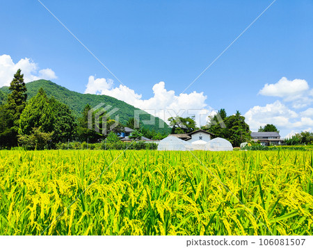 Country landscape in summer 106081507