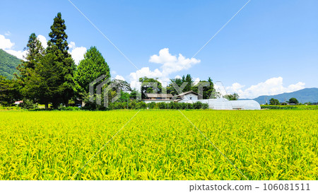 Country landscape in summer 106081511