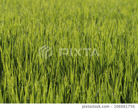 Rural scenery of Asuka village with the morning dew shining 106081756