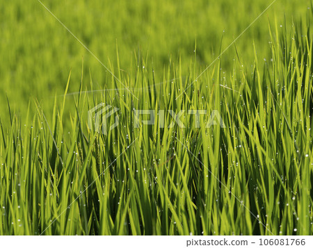 Rural scenery of Asuka village with the morning dew shining 106081766