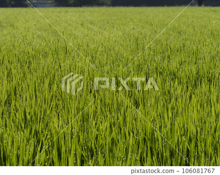 Rural scenery of Asuka village with the morning dew shining 106081767