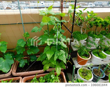 家庭菜園使用花盆種植黃瓜和青豆 家庭菜園使用花盆種植黃瓜和青豆 106081844