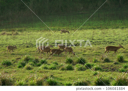 muntiacus muntjak in nature 106081884