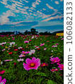 Cosmos flowers blooming in the field 106082133