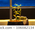 succulent cactus small gardening by the window 106082134