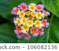 small flower beautiful flower cute flower lantana 106082136