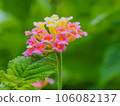 small flower beautiful flower cute flower lantana 106082137