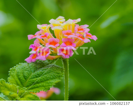 小花 美麗的花 可愛的花 馬纓丹 106082137