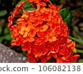 Brightly blooming Santanka 106082138