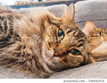 Close up shot of a cute young Maine Coon mixes 106082616