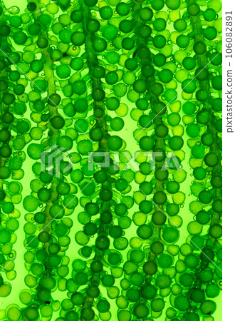 Algae fuel biofuel industry lab researching for alternative to fossil algae fuel or algal biofuel. ZERO CARBON Emission concept. Algae fuel biofuel industry lab researching for alternative to fossil algae fuel or algal biofuel. ZERO CARBON Emission concept. 106082891