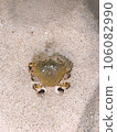 crab on the beach 106082990