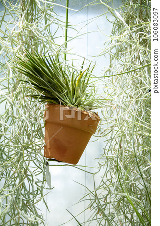 空氣植物的內部形象 106083097