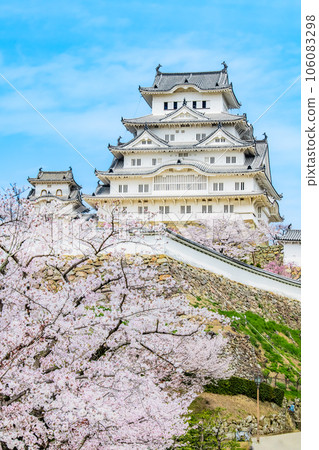 Himeji Castle with cherry blossoms in full bloom 106083298