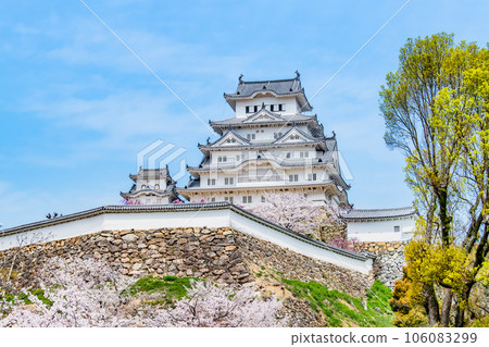 Himeji Castle with cherry blossoms in full bloom 106083299