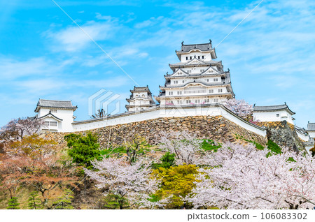 Himeji Castle with cherry blossoms in full bloom 106083302