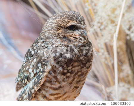 Close up shot of Burrowing owl 106083363