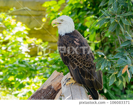 Close up shot of cute Bald eagle 106083371