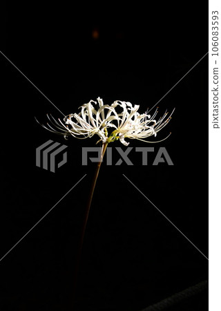 Illuminated white cluster amaryllis 106083593