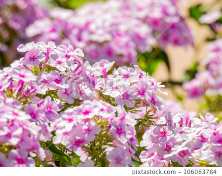 Close up shot of Phlox flower blossom Close up shot of Phlox flower blossom 106083784