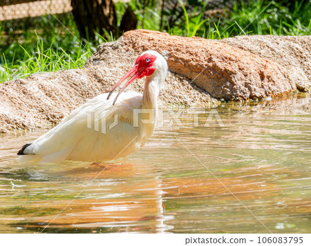 Close up shot of cute American white ibis 106083795