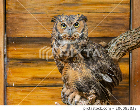 Close up shot of cute Great horned owl 106083832
