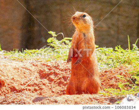 Close up shot of cute Prairie dog Close up shot of cute Prairie dog 106083834