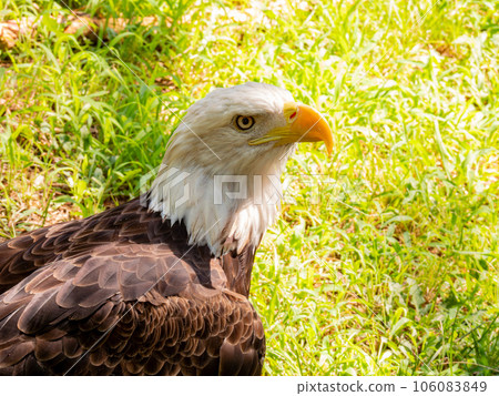 Close up shot of cute Bald eagle Close up shot of cute Bald eagle 106083849