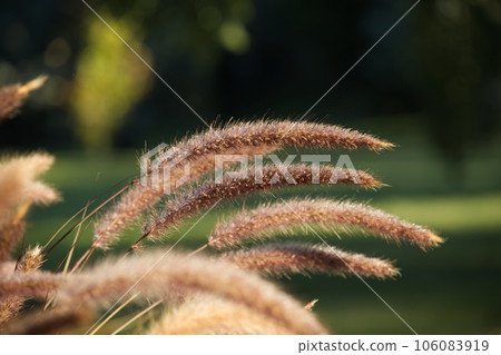 Purple ornamental grasses or Chinese pennisetum 106083919