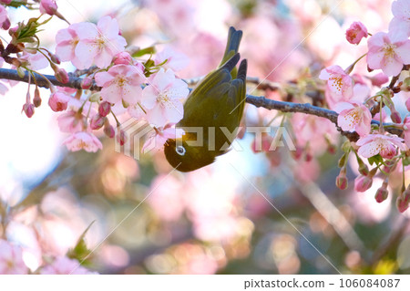 Kawazu cherry tree and mezzo 106084087