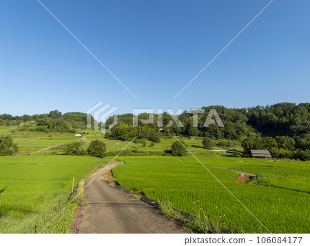 飛鳥村稻淵的梯田，生長著新鮮的綠色稻米 106084177