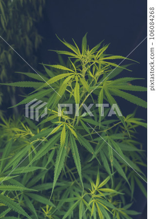 Vertical Green weed Marijuana tree cannabis plant narcotic herbal in CBC greenhouse. Hemp leaf made cannabis crude oil medicine farm. CBC, THC herb agriculture Weed leaf Drug. Sustainability concept 106084268