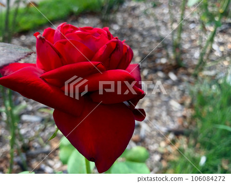 red rose with unique shape 106084272