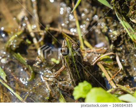 Tonosama frog living in the rice terraces of Asuka village 106084385