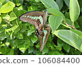 Mating of butterflies 106084400