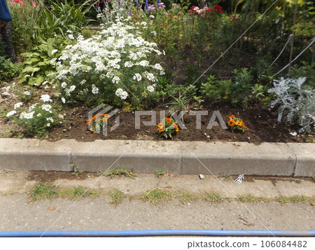 Orlea white flowers and orange zinnia flowers 106084482