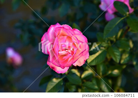 Dark pink roses Dark pink roses 106084711