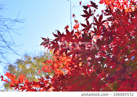 Autumn leaves maple 106085552