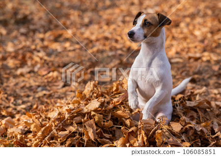 Jack Russell Terrier dog in a pile of yellow fallen leaves. Jack Russell Terrier dog in a pile of yellow fallen leaves. 106085851