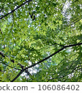 Blue maple 106086402