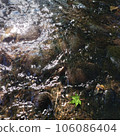 Blue maple and stream 106086404