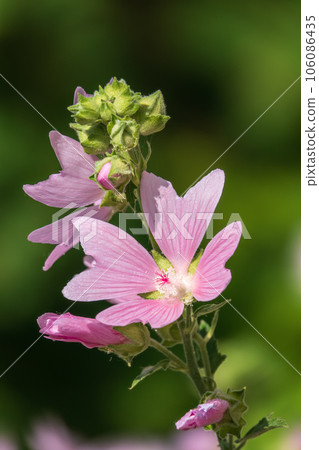 Big pink and red delicate flowers of mallow in bloom with green leaves and buds closeup, summer flowers background, 106086435