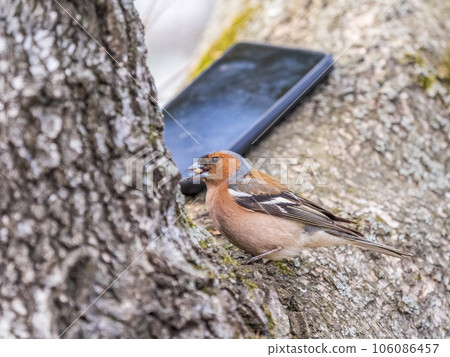 Common chaffinch, Fringilla coelebs, sits on a tree. Common chaffinch in wildlife. 106086457