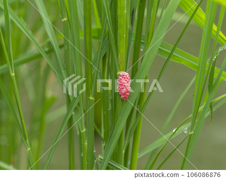 Apple snail born in rice paddies 106086876