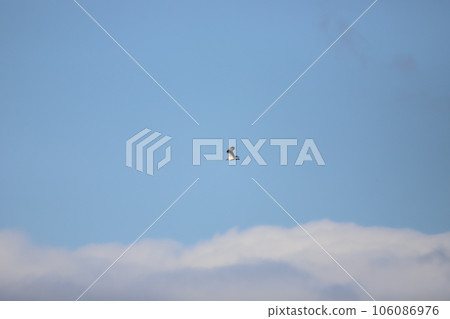 Osprey flying in the blue sky 106086976