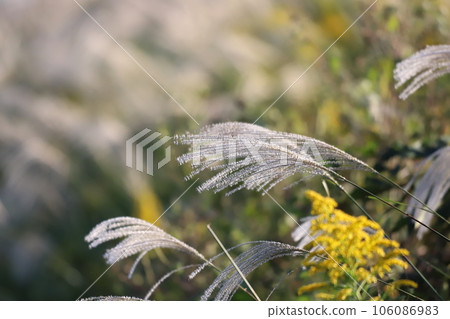 Autumn pampas grass swaying in the wind 106086983