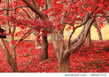 Bright red autumn leaves 21-1 106087278