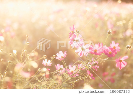 粉紅色的秋櫻花在夕陽下閃閃發光 粉紅色的秋櫻花在夕陽下閃閃發光 106087353