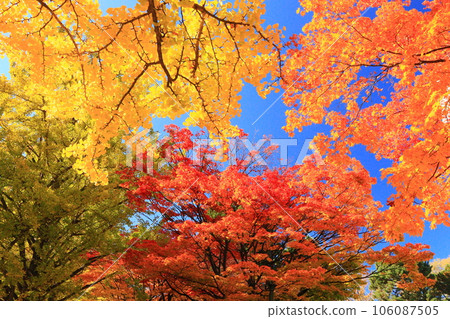 多彩的秋葉 106087505
