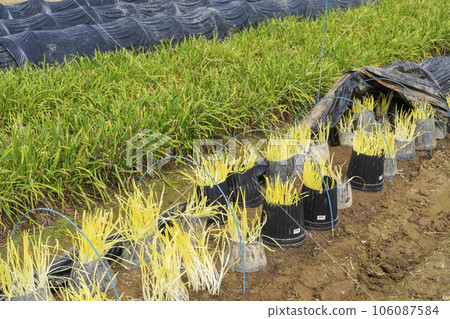 岡山特產黃韭菜的種植 106087584